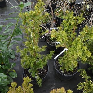 Taxus media 'Hicksii'_2022_Keř_80/100_16.květen
