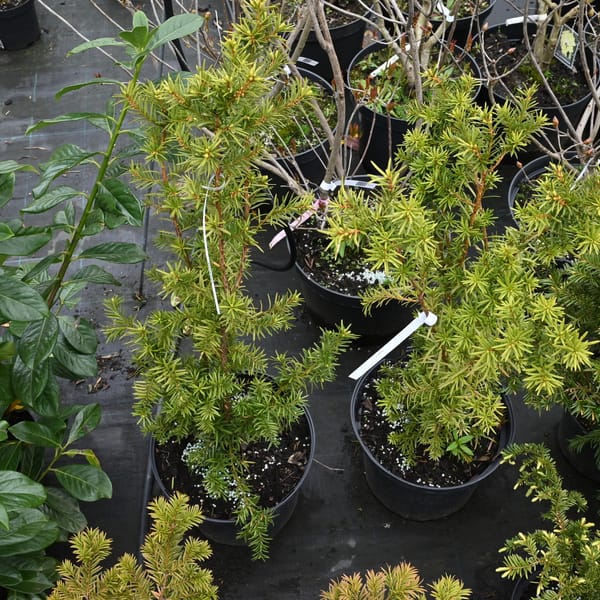 Taxus media 'Hicksii'_2022_Keř_80/100_16.květen