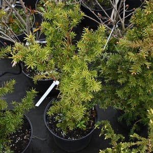 Taxus media 'Hicksii'_2022_Keř_80/100_16.květen