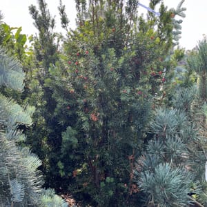 Taxus media 'Hicksii'_2024_Keř_125/150_20.srpen