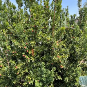 Taxus media 'Hicksii'_2024_Keř_125/150_20.srpen