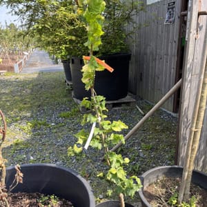 Ulmus hollandica 'Wredei'_2024_Keř_80/100_20.srpen