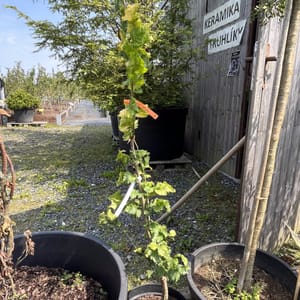 Ulmus hollandica 'Wredei'_2024_Keř_80/100_20.srpen