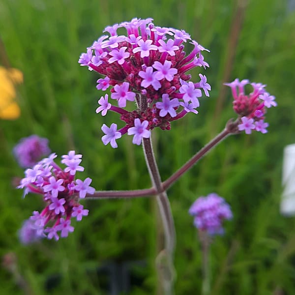 Verbena bonariensis_2025__K9_10.červenec