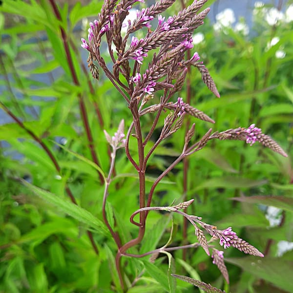 Verbena hastata 'Rosea'_2025__3l_16.červenec