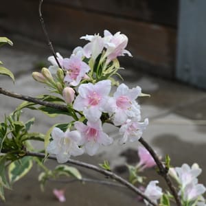 Weigela florida 'Nana Variegata'_2022_Keř_60/80_14.červen