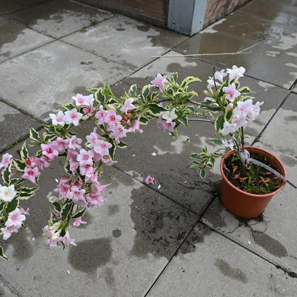 Weigela florida 'Nana Variegata'_2022_Keř_60/80_14.červen