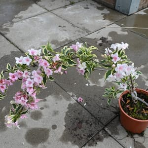 Weigela florida 'Nana Variegata'_2022_Keř_60/80_14.červen