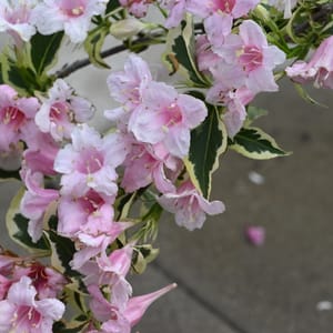 Weigela florida 'Nana Variegata'_2022_Keř_60/80_14.červen