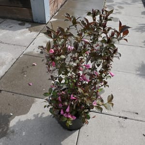 Weigela florida 'Victoria'_2023_Keř_20/40_14.červen