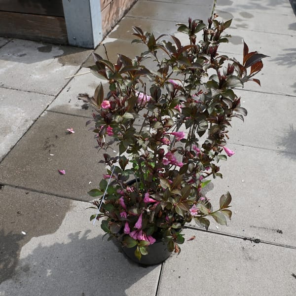 Weigela florida 'Victoria'_2023_Keř_20/40_14.červen