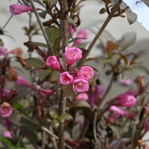 Weigela florida 'Victoria'_2023_Keř_20/40_14.červen