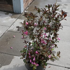 Weigela florida 'Victoria'_2023_Keř_20/40_14.červen