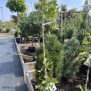 Wisteria brachybotrys 'Showa Beni'_2024_Keř_175/200_20.srpen