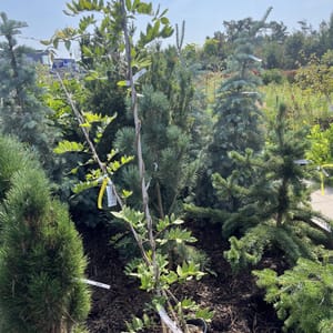 Wisteria brachybotrys 'Showa Beni'_2024_Keř_175/200_20.srpen