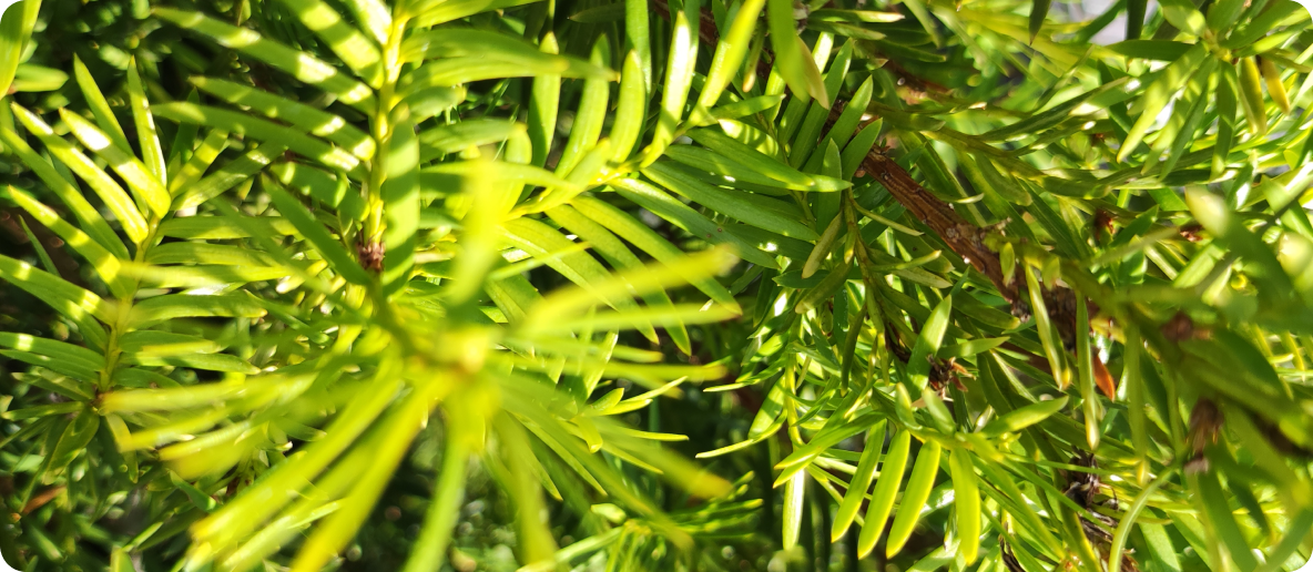 Banner 5
