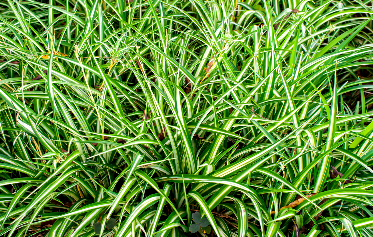 Carex muscingumensis