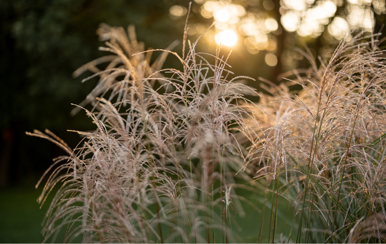 Miscanthus Adagio