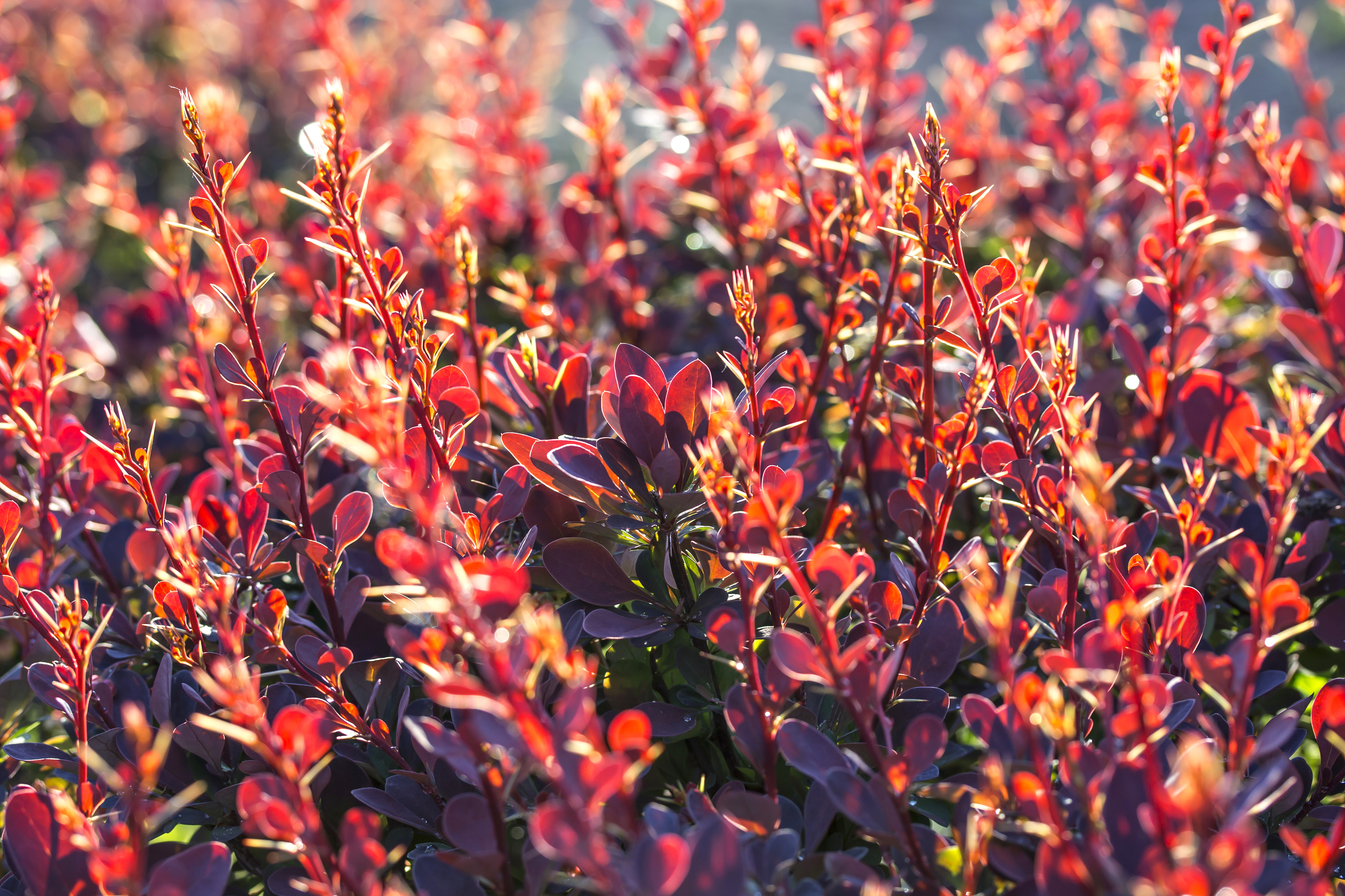 barberry-bush-flowers