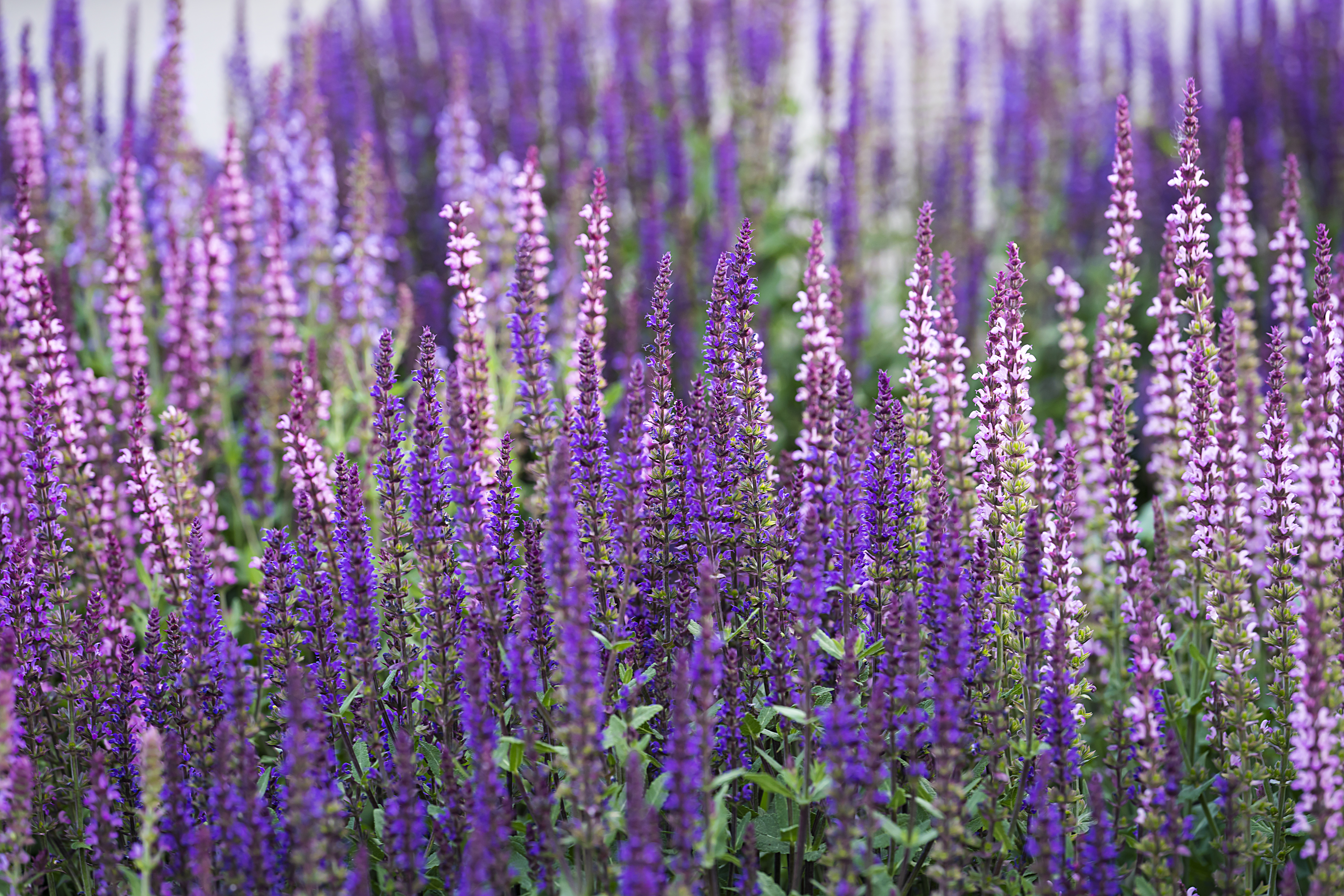 blooming-sage-oak-purple-flowers-similar-lavender-floral-background