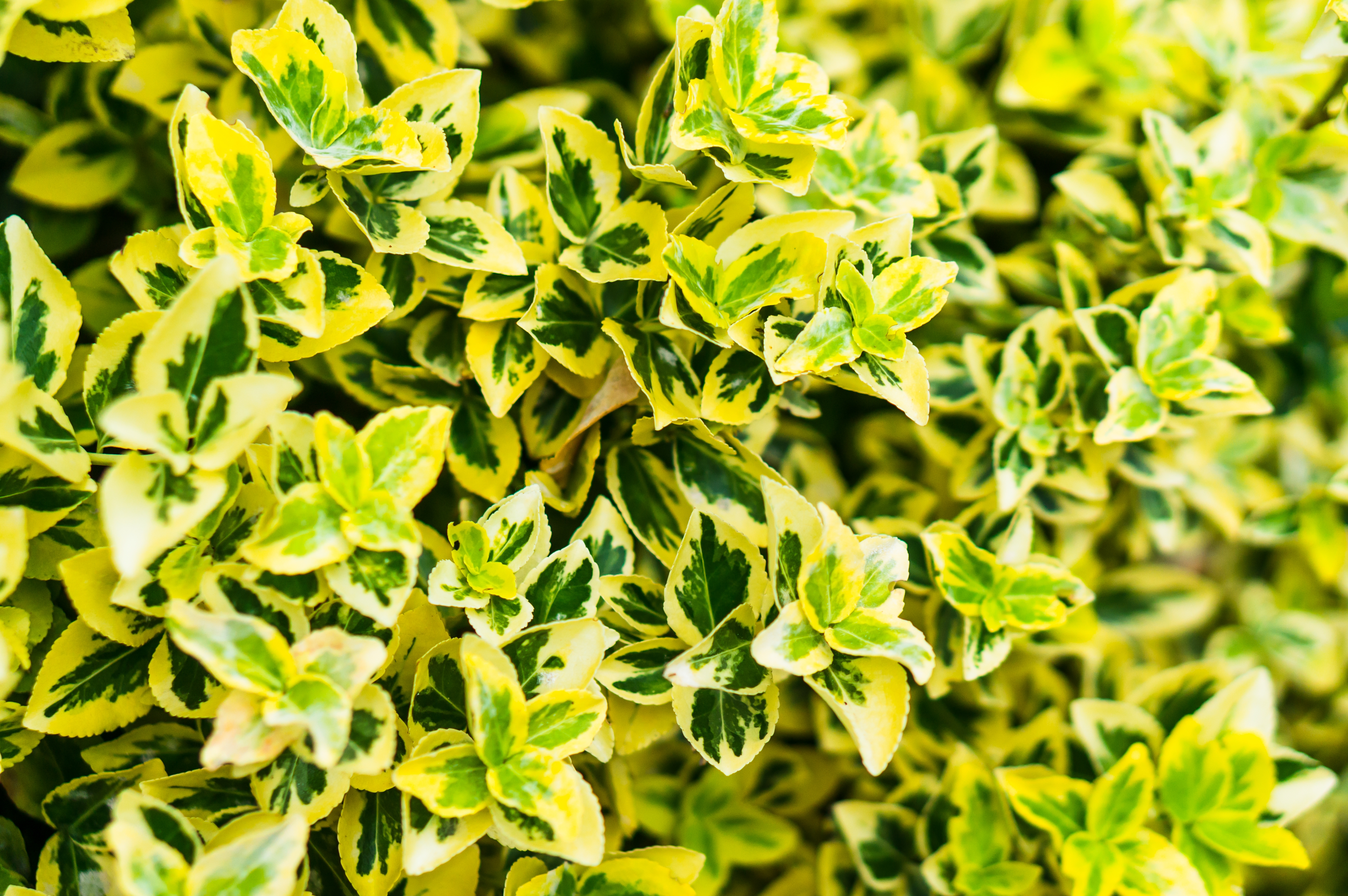 close-up-shot-vibrant-fortune-s-spindle-plant-yellow-green