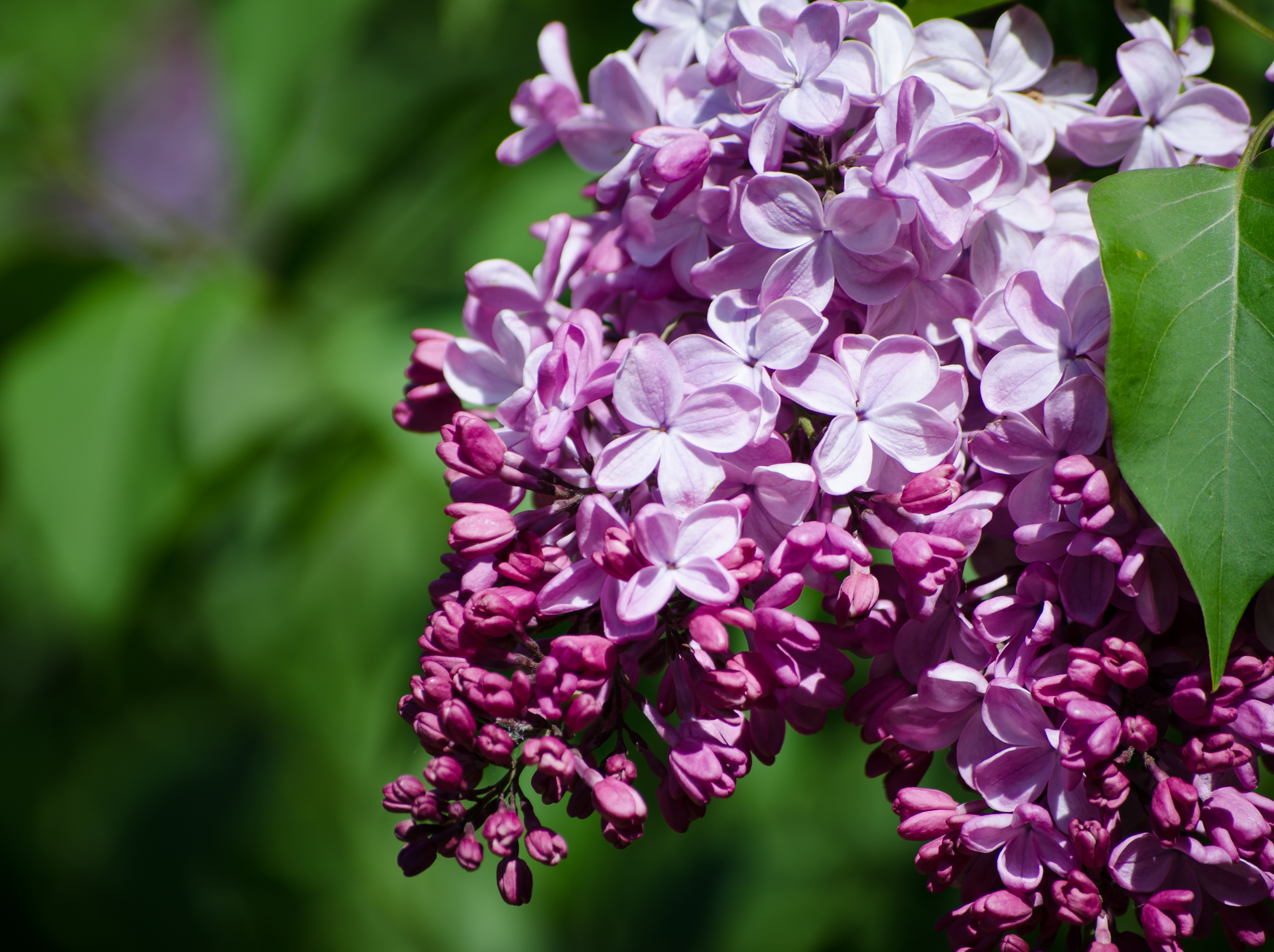 floral-border-with-beautiful-purple-lilac-blooming-sunny-day