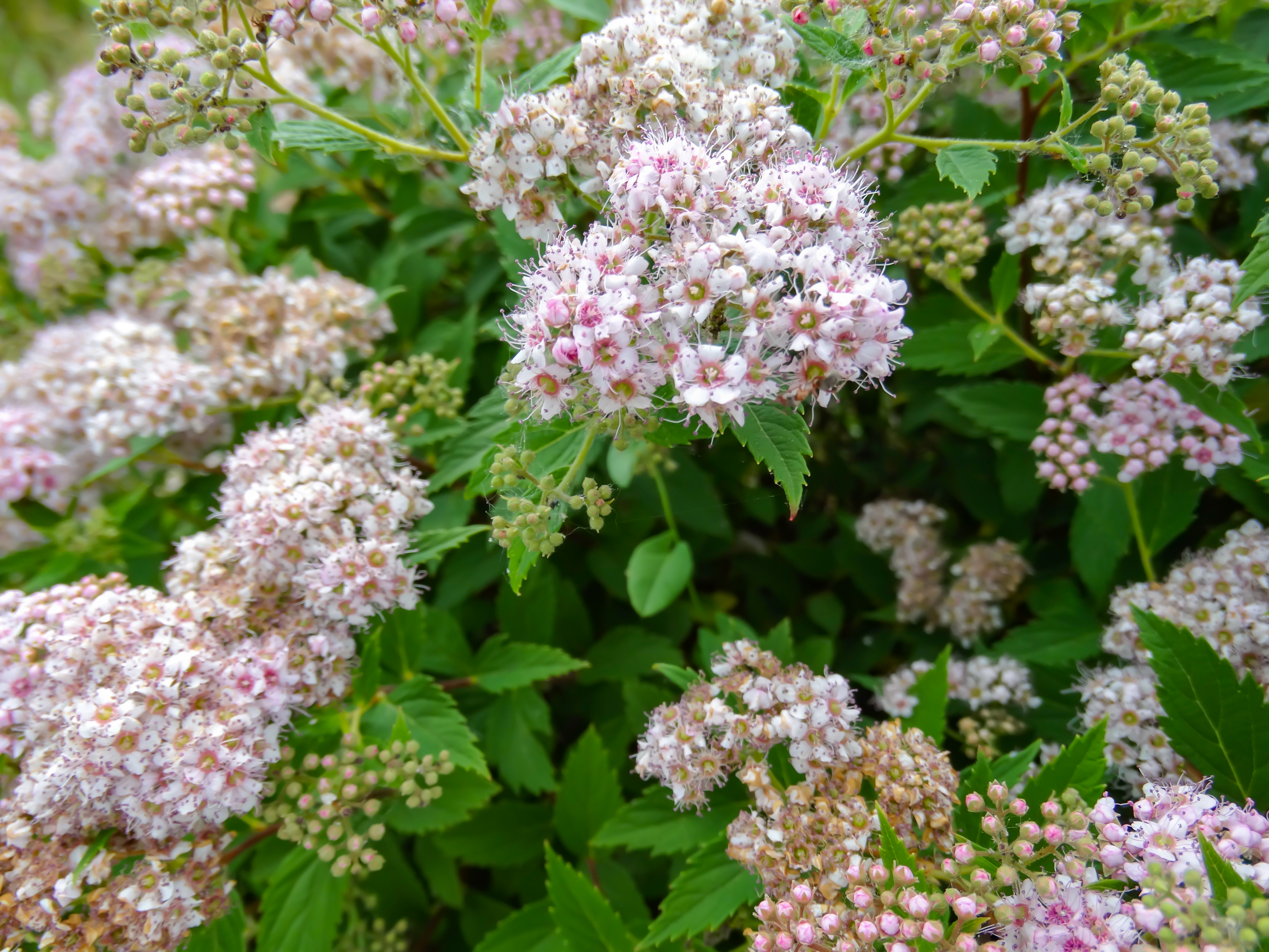 japanese-spirea-spiraea-japonica-little-princess-white-flowers-green-shrub