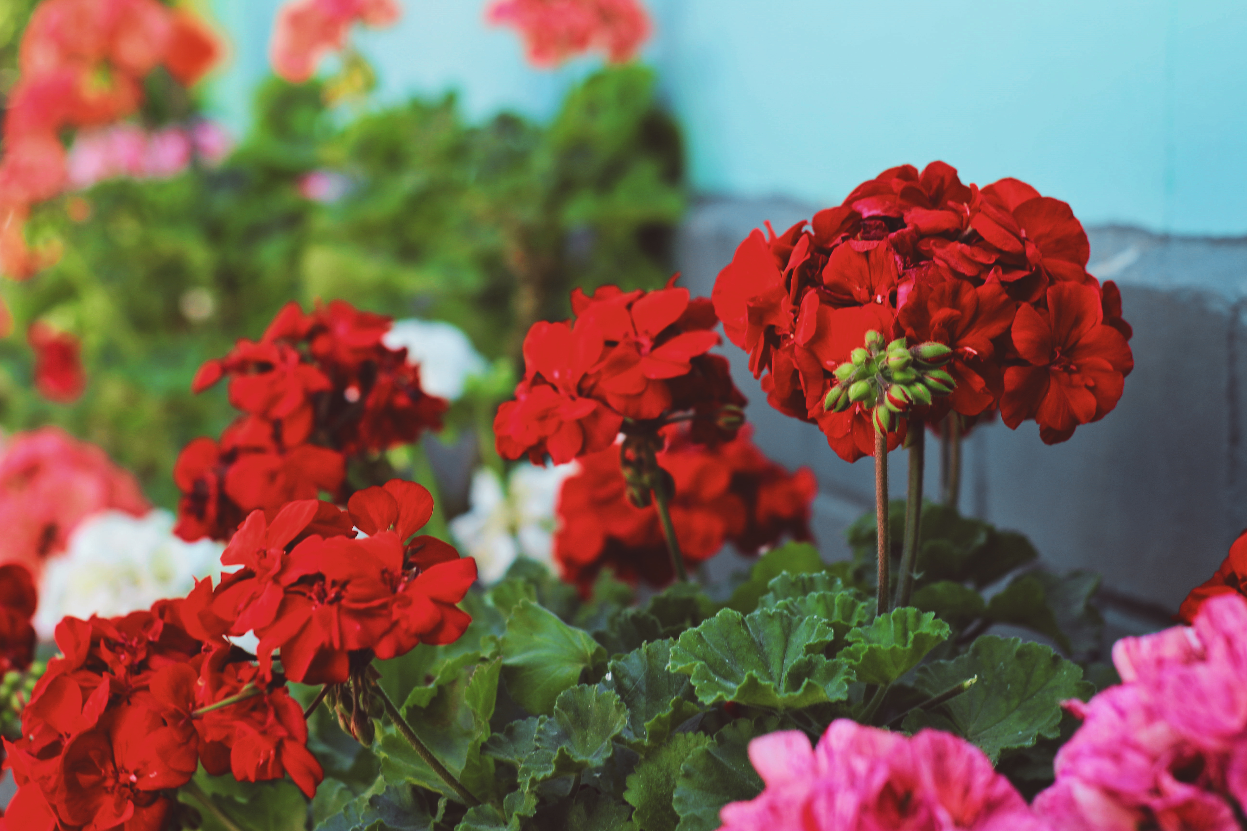 plant-part-new-york-city