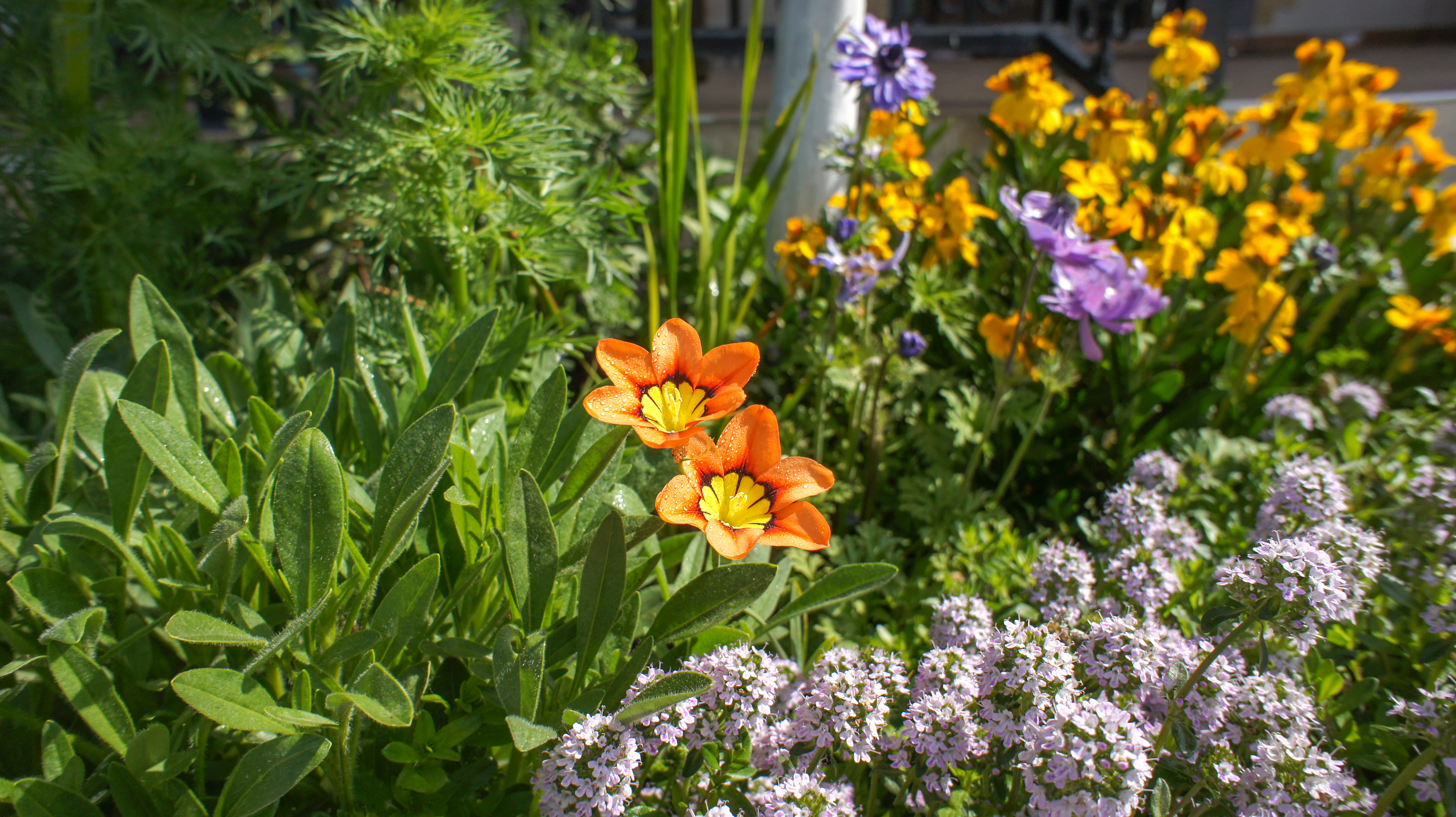sparaxis-tricolor-wandflower-harlequin-flower-is-bulb-forming-perennial-plant-garden-landscape-architecture-design