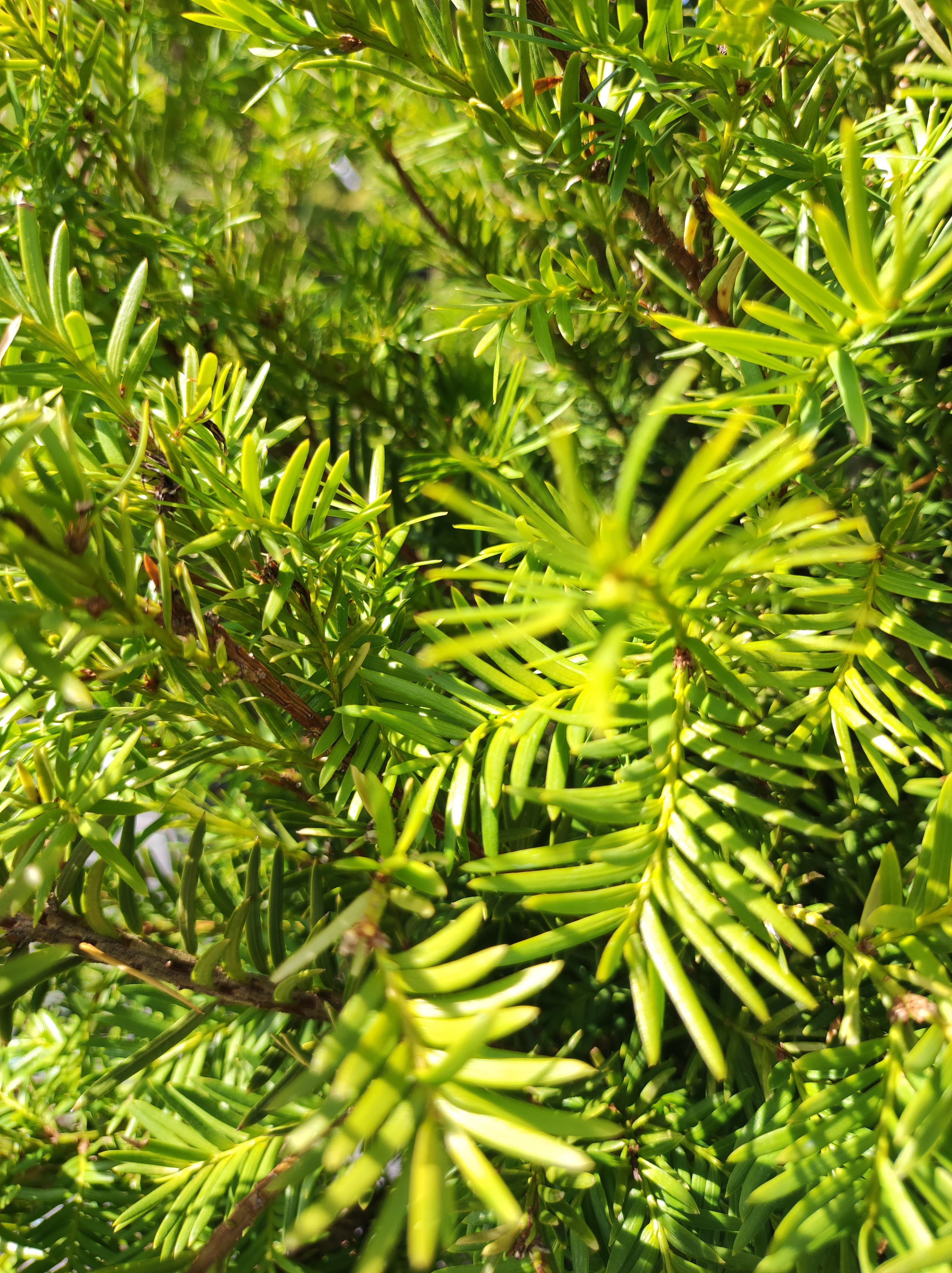 taxus